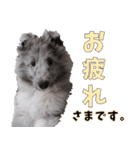 シェルティ ネオのスタンプ(パピー編)（個別スタンプ：10）