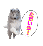 シェルティ ネオのスタンプ(パピー編)（個別スタンプ：13）