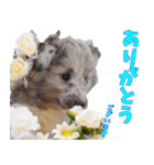 シェルティ ネオのスタンプ(パピー編)（個別スタンプ：24）