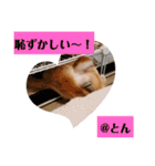 ラブとんちゃん（個別スタンプ：7）