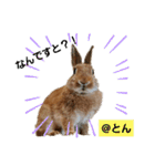 ラブとんちゃん（個別スタンプ：12）