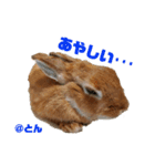 ラブとんちゃん（個別スタンプ：14）