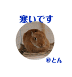 ラブとんちゃん（個別スタンプ：16）