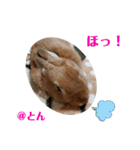 ラブとんちゃん（個別スタンプ：17）