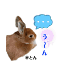 ラブとんちゃん（個別スタンプ：22）