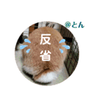 ラブとんちゃん（個別スタンプ：25）