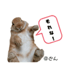 ラブとんちゃん（個別スタンプ：31）