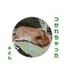 ラブとんちゃん（個別スタンプ：34）