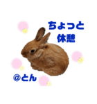 ラブとんちゃん（個別スタンプ：37）