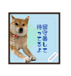 柴犬つむぎ   メッセージスタンプ（個別スタンプ：5）