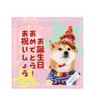 柴犬つむぎ   メッセージスタンプ（個別スタンプ：8）