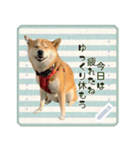 柴犬つむぎ   メッセージスタンプ（個別スタンプ：12）