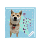 柴犬つむぎ   メッセージスタンプ（個別スタンプ：13）