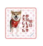 柴犬つむぎ   メッセージスタンプ（個別スタンプ：19）