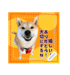 柴犬つむぎ   メッセージスタンプ（個別スタンプ：24）