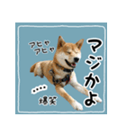 柴犬つむぎのネームカスタムスタンプ（個別スタンプ：15）