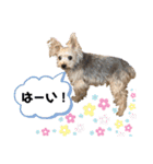 わんことにゃんこ②（個別スタンプ：10）