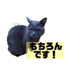 わんことにゃんこ②（個別スタンプ：14）