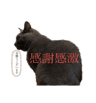 わんことにゃんこ②（個別スタンプ：16）