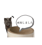 わんことにゃんこ②（個別スタンプ：18）