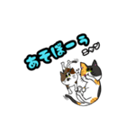 大人気☆猫に限定しがちスタンプLv.1（個別スタンプ：4）