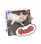 マンチカン足長のきなこ（個別スタンプ：5）