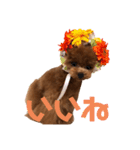 6.Hana（個別スタンプ：1）