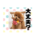6.Hana（個別スタンプ：2）