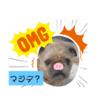 ぶーちゃんヤッホー（個別スタンプ：3）