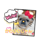 ぶーちゃんヤッホー（個別スタンプ：8）