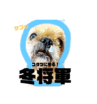 ぶーちゃんヤッホー（個別スタンプ：13）