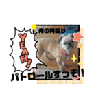 ぶーちゃんヤッホー（個別スタンプ：15）