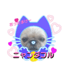 ぶーちゃんヤッホー（個別スタンプ：16）