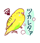 セキセイインコのハルクイーンズ！（個別スタンプ：21）