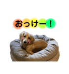 lou.cookie.caramel.sora.saku.ran（個別スタンプ：4）