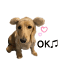 lou.cookie.caramel.sora.saku.ran（個別スタンプ：5）