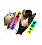 lou.cookie.caramel.sora.saku.ran（個別スタンプ：7）