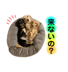 lou.cookie.caramel.sora.saku.ran（個別スタンプ：11）