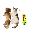 lou.cookie.caramel.sora.saku.ran（個別スタンプ：13）