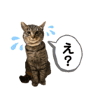 lou.cookie.caramel.sora.saku.ran（個別スタンプ：17）
