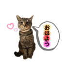 lou.cookie.caramel.sora.saku.ran（個別スタンプ：22）