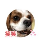 キャバリア♡オリバー4歳（個別スタンプ：3）