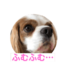 キャバリア♡オリバー4歳（個別スタンプ：4）