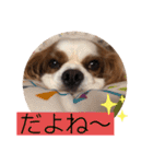 キャバリア♡オリバー4歳（個別スタンプ：5）