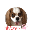 キャバリア♡オリバー4歳（個別スタンプ：6）
