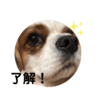 キャバリア♡オリバー4歳（個別スタンプ：7）