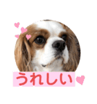 キャバリア♡オリバー4歳（個別スタンプ：11）