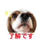 キャバリア♡オリバー4歳（個別スタンプ：12）