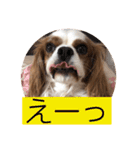 キャバリア♡オリバー4歳（個別スタンプ：13）