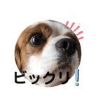 キャバリア♡オリバー4歳（個別スタンプ：14）